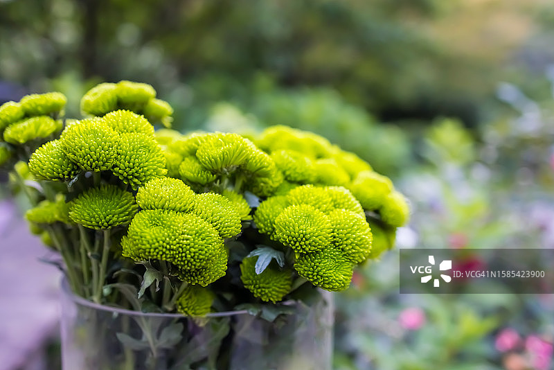 玻璃花瓶中的青柠色绿色菊花花束图片素材