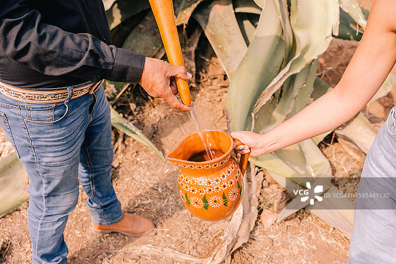 墨西哥男人从龙舌兰植物中提取普尔克酒图片素材