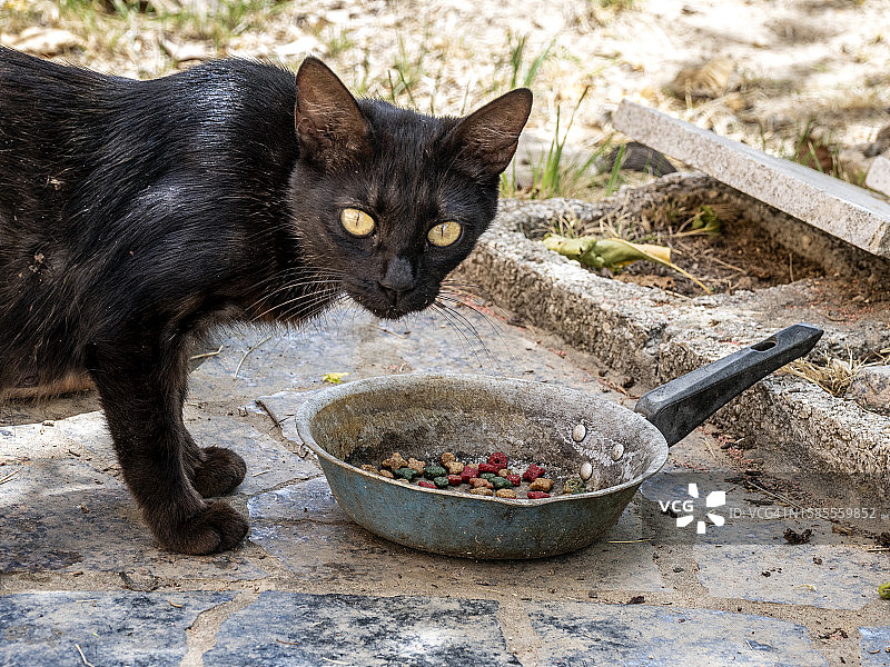 黑猫在田野里用旧煎锅吃东西图片素材