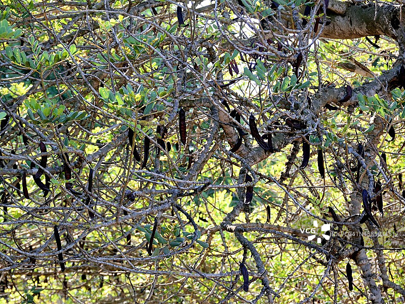 角豆树图片素材