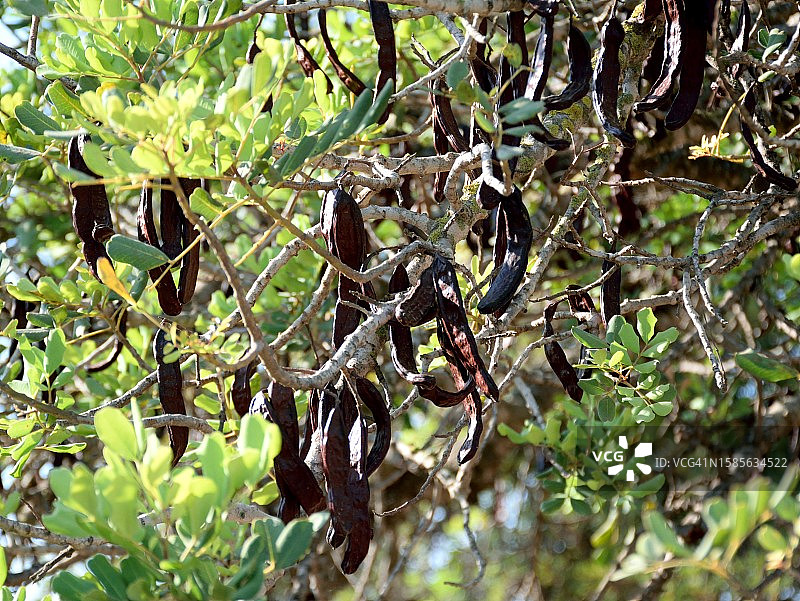 角豆树图片素材
