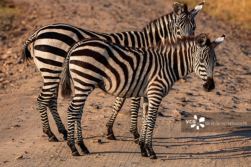 野生动物中的平原斑马母子图片素材