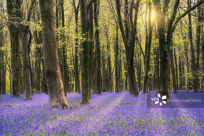 日出时分的明亮风铃草图片素材