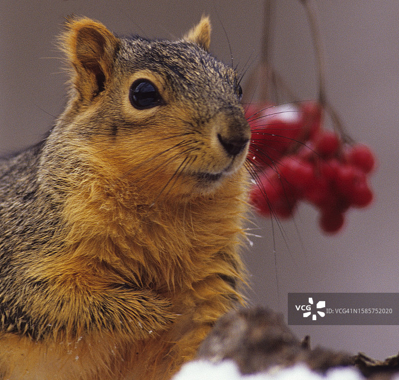 东部狐松鼠（Sciurus niger），落叶林，冬季图片素材