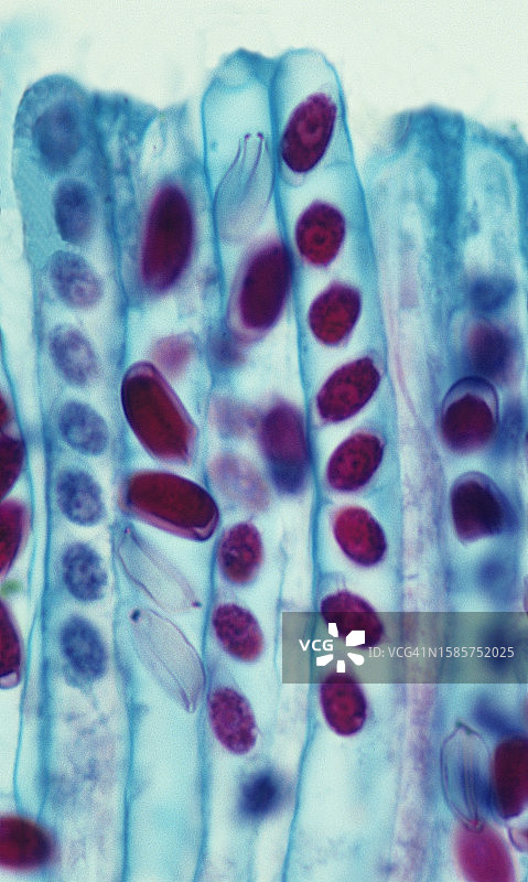 子囊菌的子囊及子囊孢子（每个子囊8个）——杯状真菌（Peziza sp.），子囊菌门，400倍图片素材
