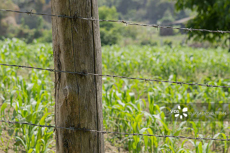 特写：乡村的带刺铁丝网木柱图片素材