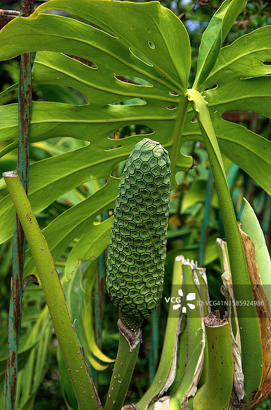 龟背竹结果图片素材