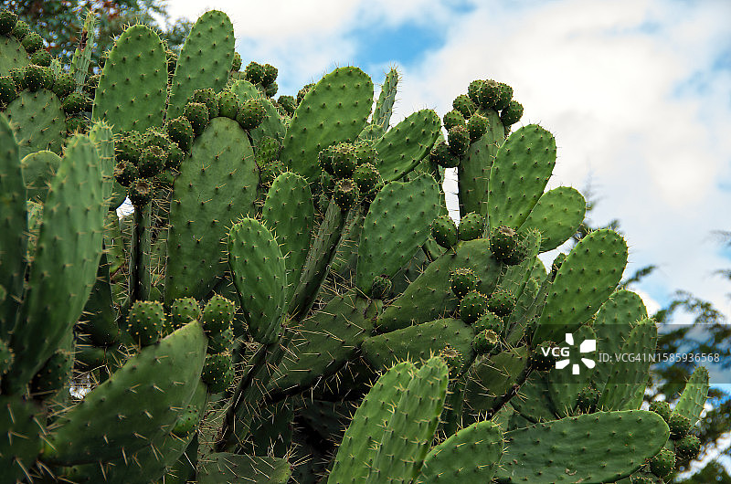 多云天空下的仙人掌果实细节图片素材