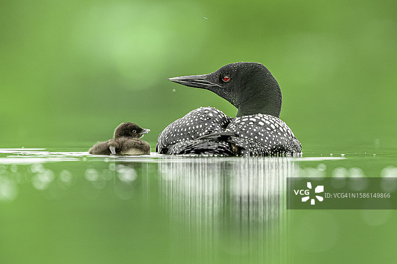 普通潜鸟和幼鸟在水面上图片素材