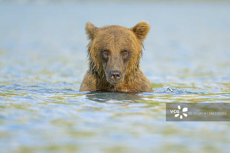 棕熊在水中盯着镜头图片素材