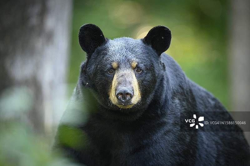 盯着镜头的大黑熊图片素材