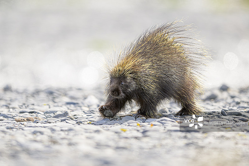 砾石地上的豪猪图片素材