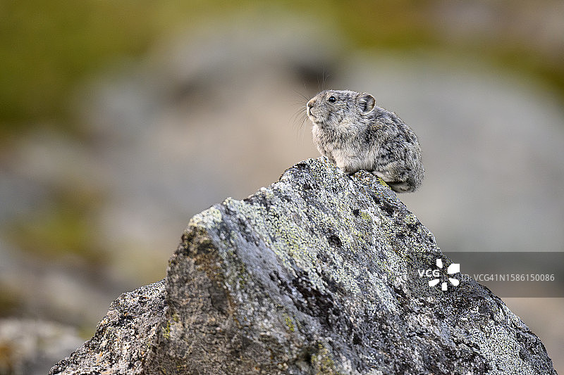 领圈鼠兔坐在林木线以上的岩石上图片素材