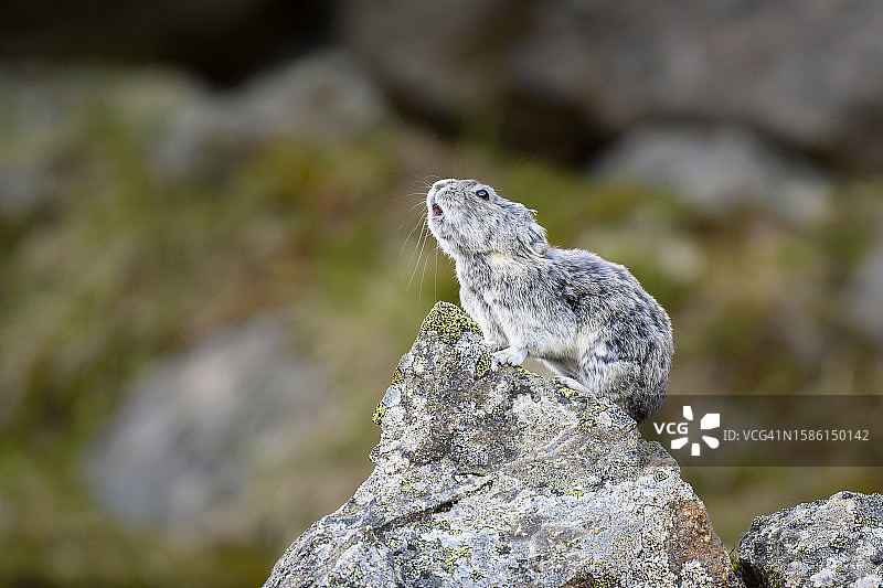 领鼠兔在岩石上鸣叫图片素材