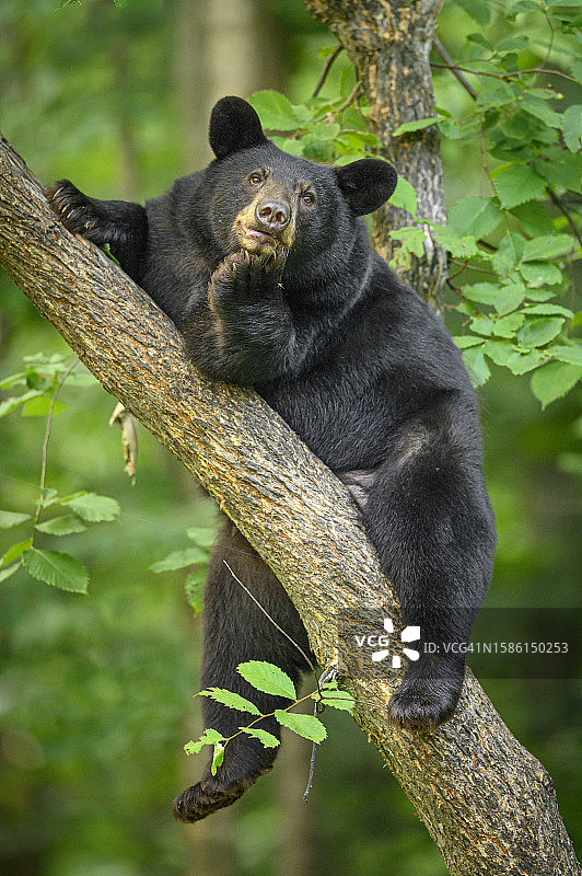 树上休息的黑熊图片素材