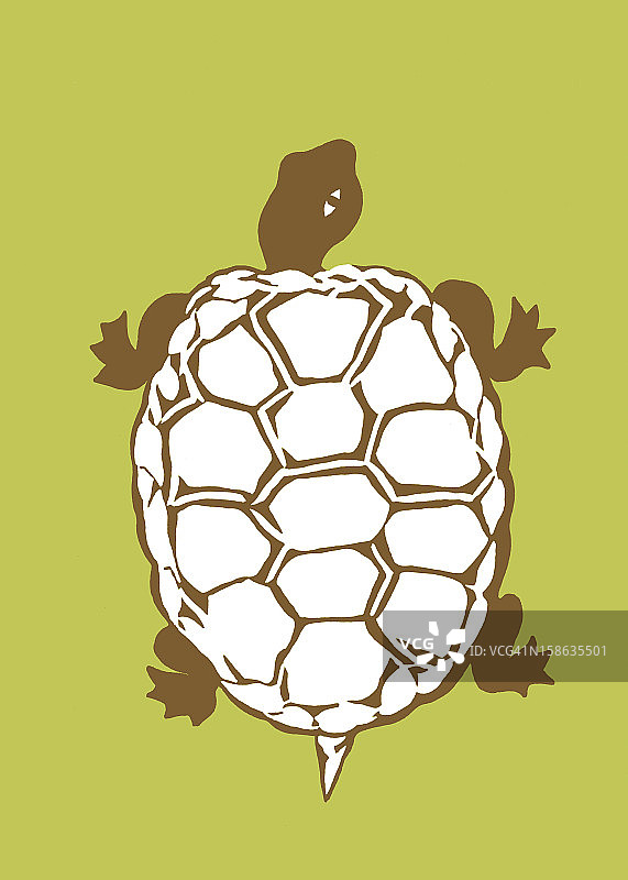彩色乌龟图片素材