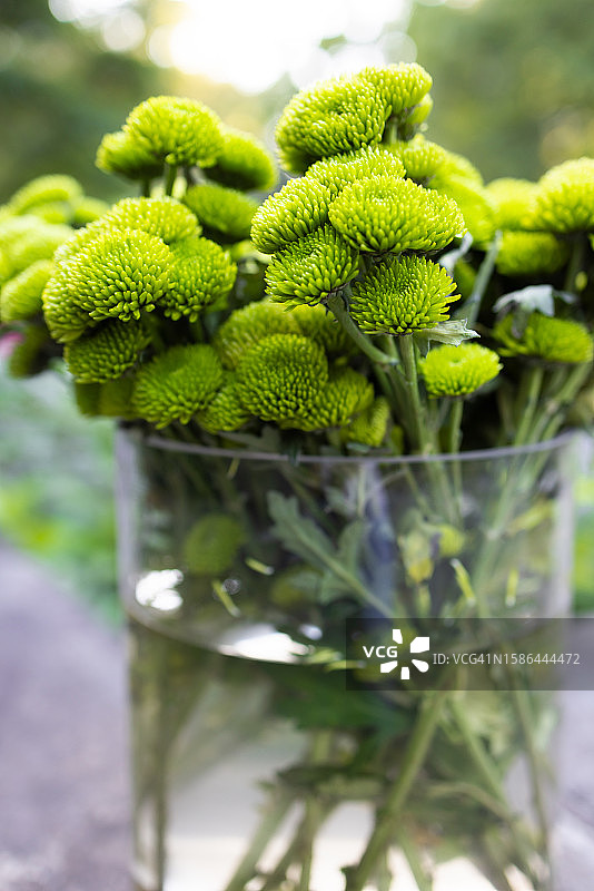 玻璃花瓶中的青柠色绿色菊花花束图片素材