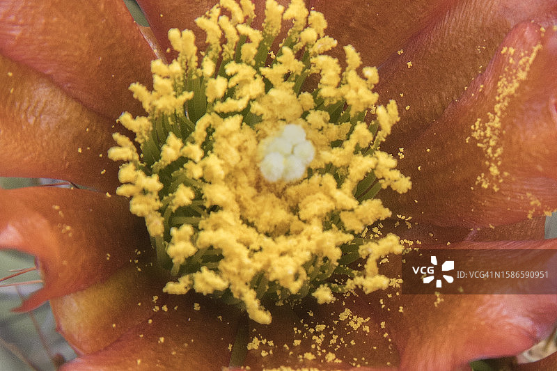 鹿角柱仙人掌花上的花粉特写图片素材