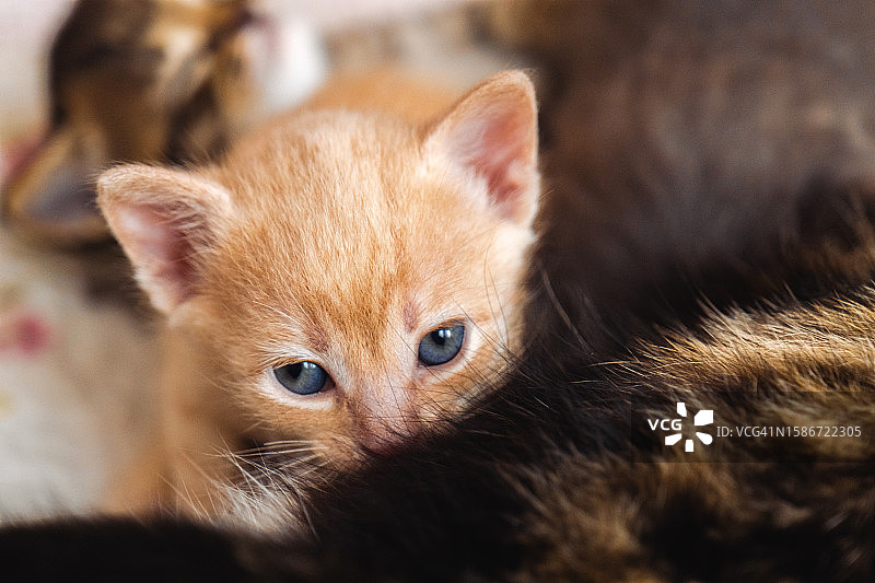 可爱的猫咪宝宝依偎在猫妈妈身边吃奶图片素材