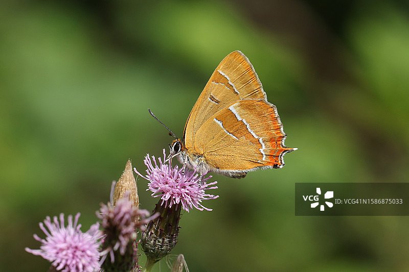 在蓟花上采蜜的稀有朴树灰蝶图片素材