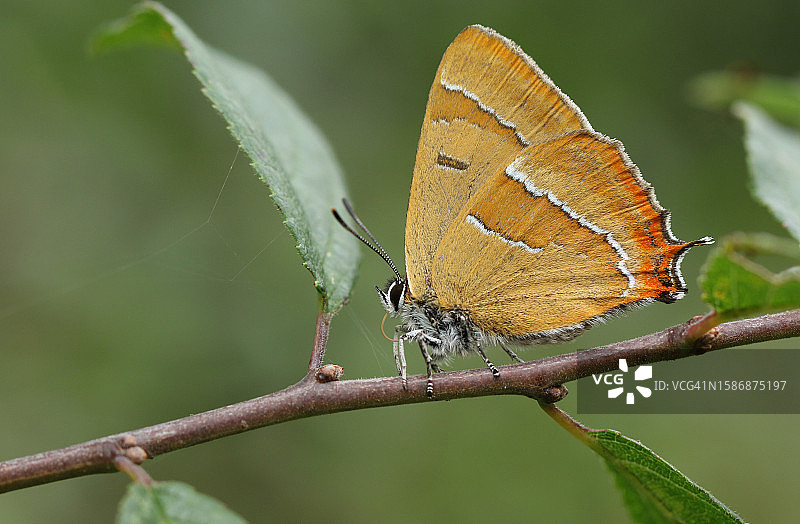 罕见的褐纹小灰蝶（Thecla betulae）栖息在黑刺李树的树枝上图片素材