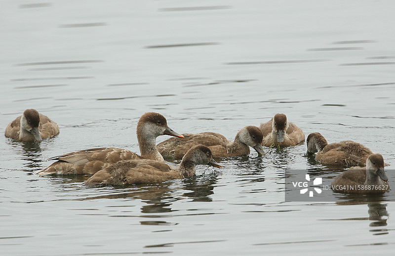 凤头潜鸭和可爱的幼崽在湖中觅食图片素材