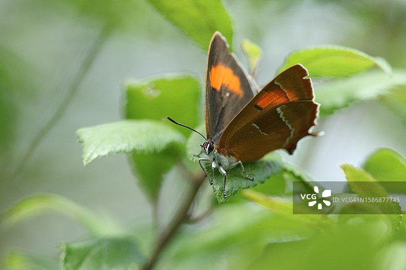 罕见的雌性桦凤蝶栖息在黑刺李树枝上图片素材