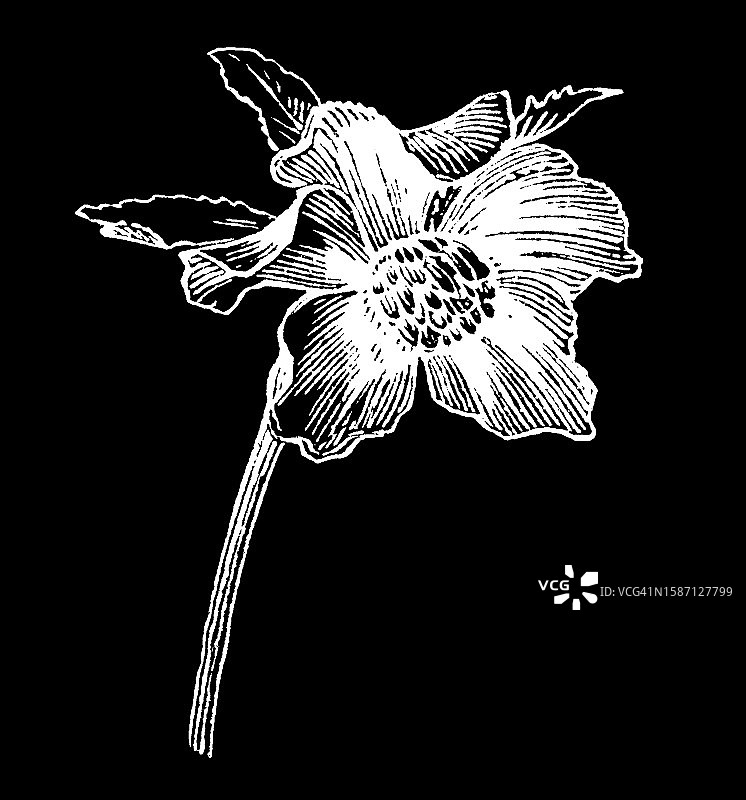 植物古版画：铁筷子（Helleborus purpurascens）-毛茛科草本或常绿多年生开花植物，许多物种有毒图片素材