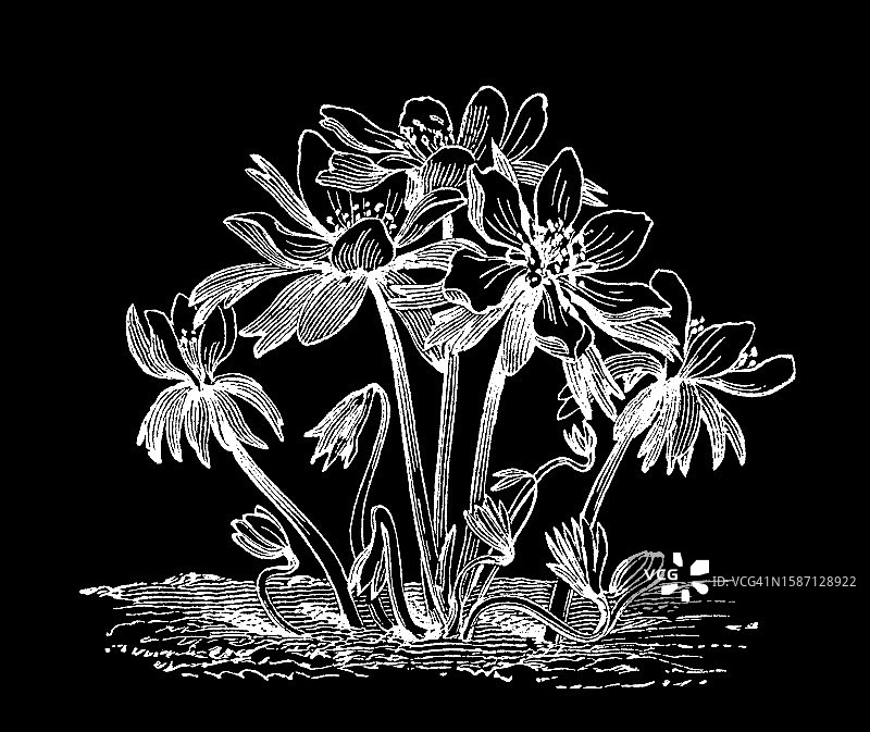 植物学：乌头老式雕刻插图图片素材