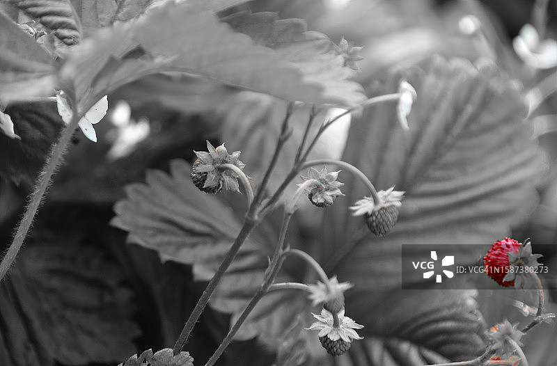 草莓点彩图案图片素材