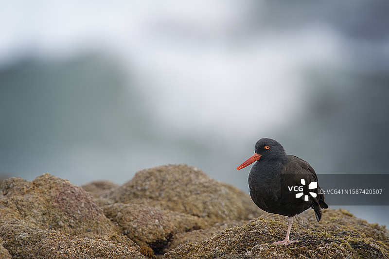 阿西洛马州立海滩蒙特雷海浪中的黑色蛎鹬图片素材