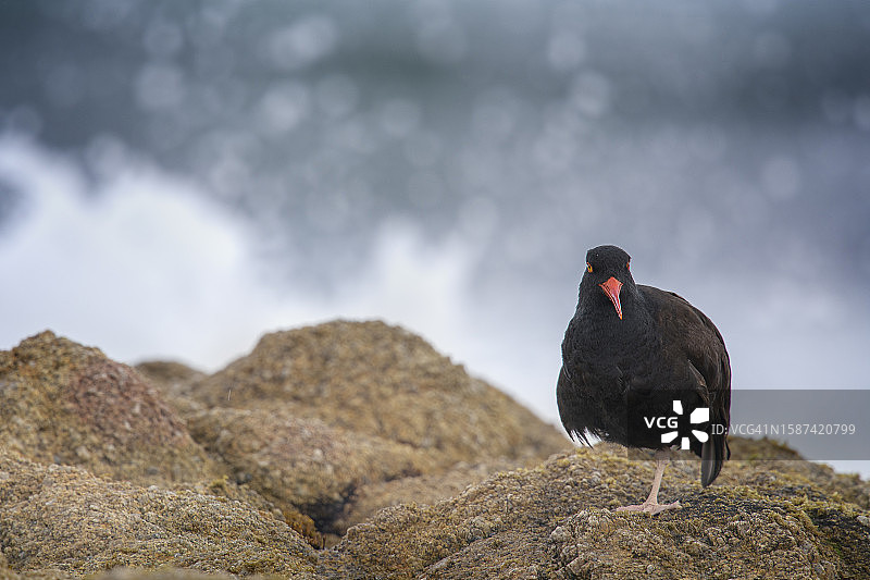 美丽的黑蛎鹬在蒙特雷阿西洛马州立海滩面对镜头图片素材