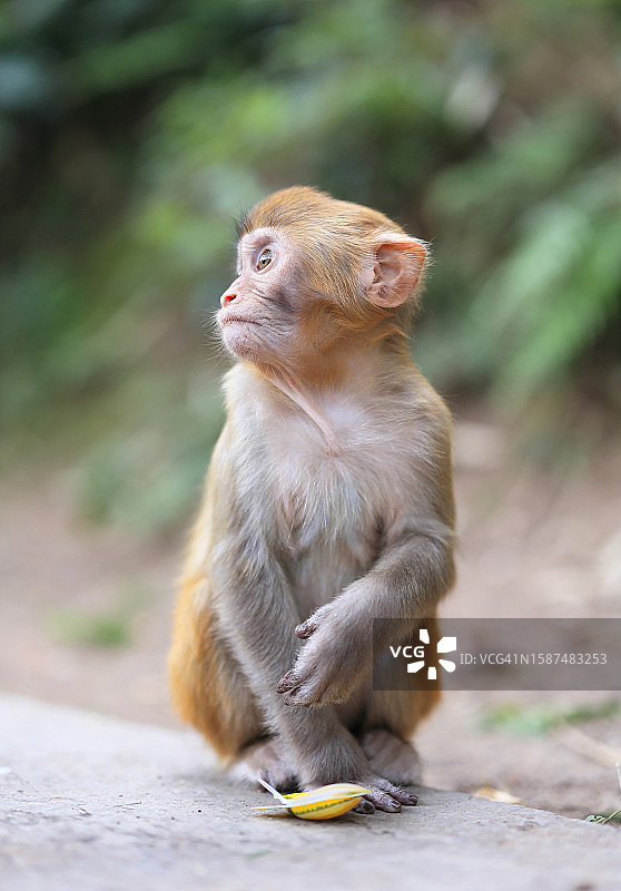 可爱小猴子图片素材