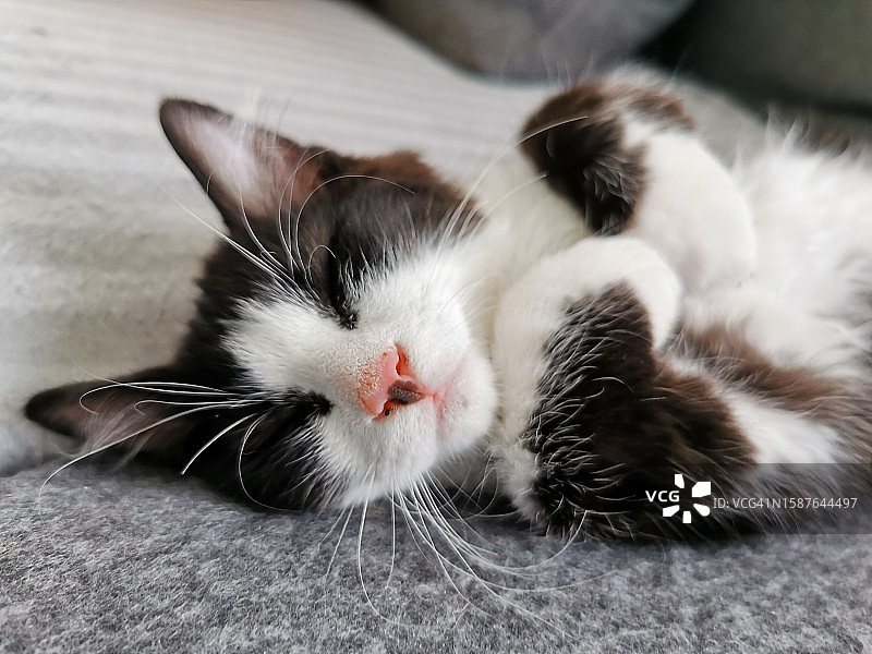 猫睡觉的特写图片素材