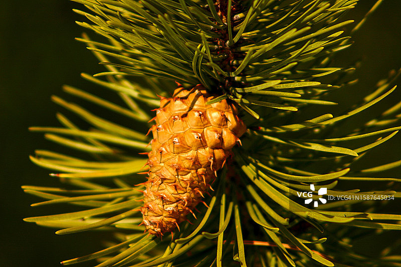 树上的松果特写图片素材