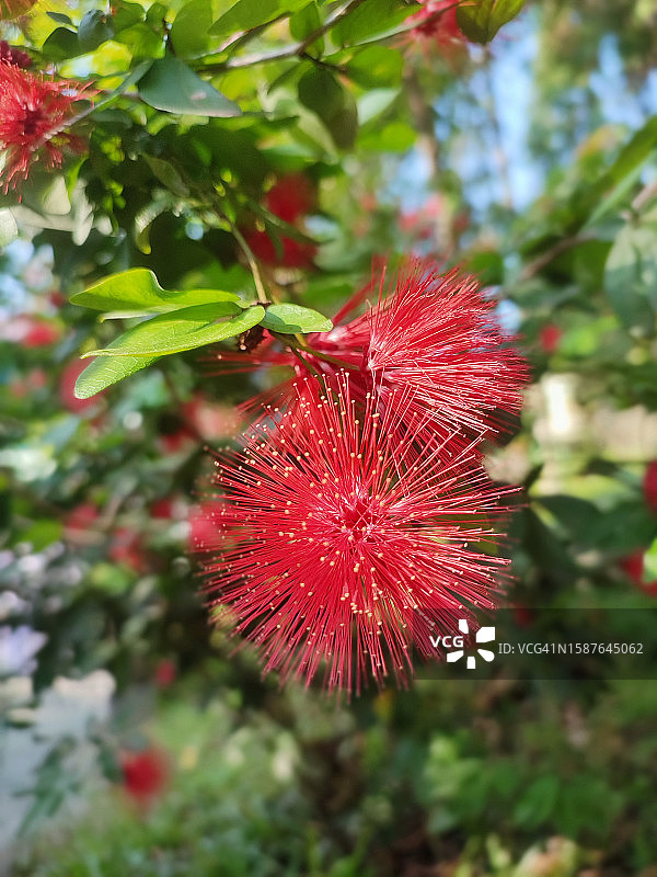 红花的特写图片素材