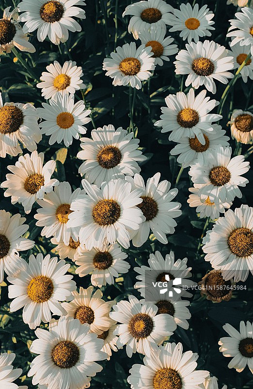 高视角白色雏菊，巴基斯坦伊斯兰堡图片素材