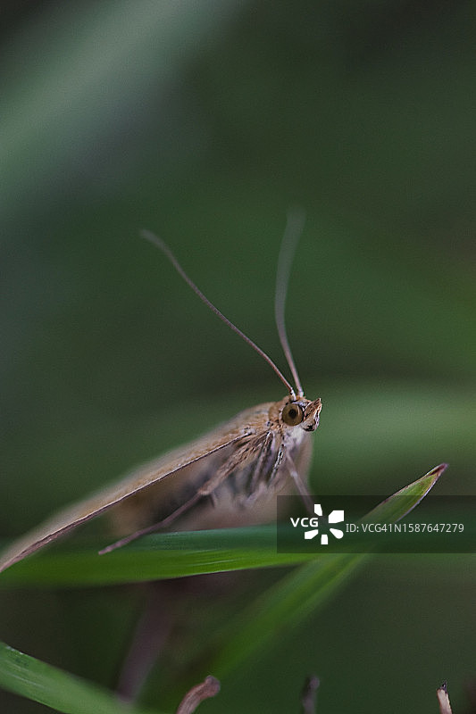 树叶上的昆虫特写图片素材