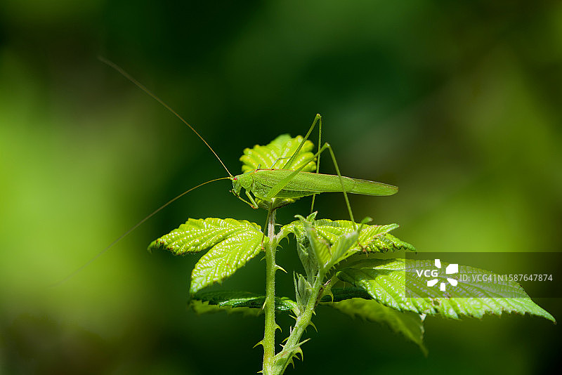 绿色植物特写图片素材