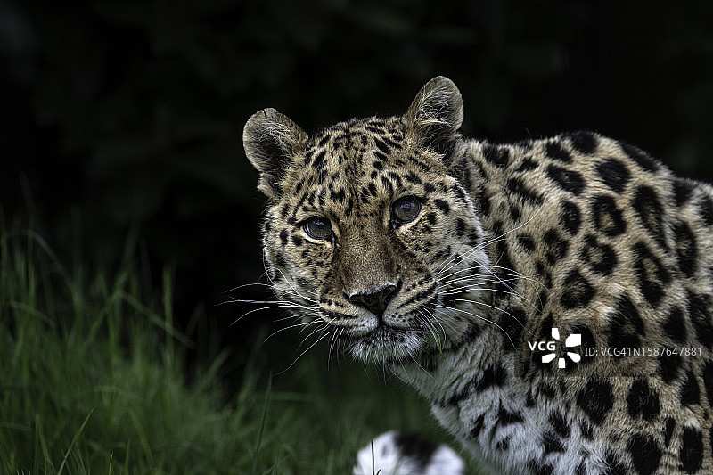 远东豹的特写图片素材