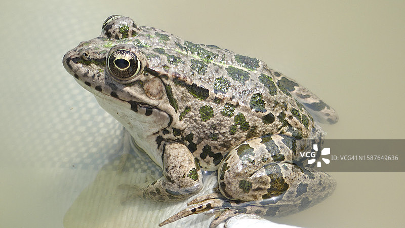 玻璃上青蛙的特写图片素材