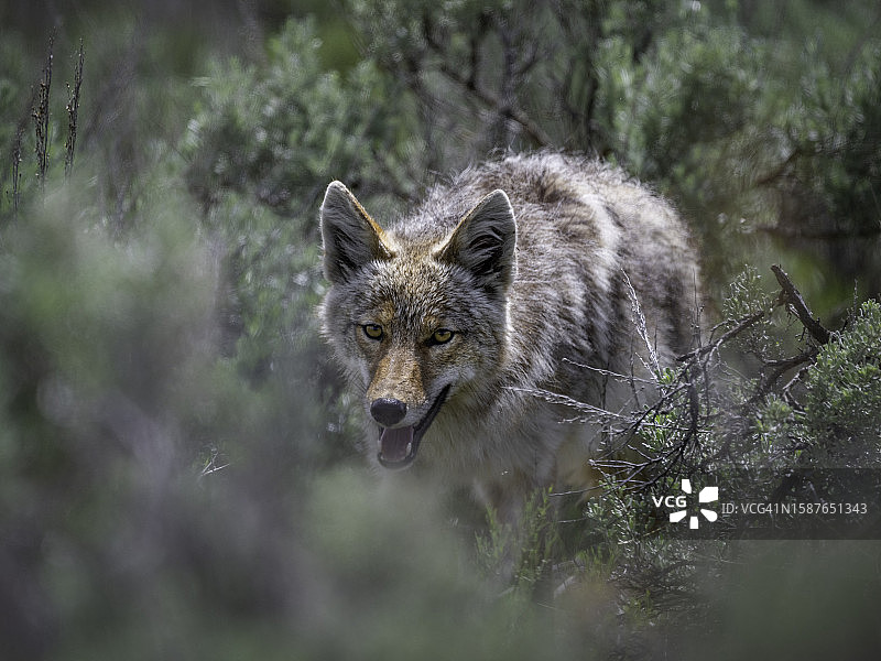 美国森林中站立的狼肖像图片素材