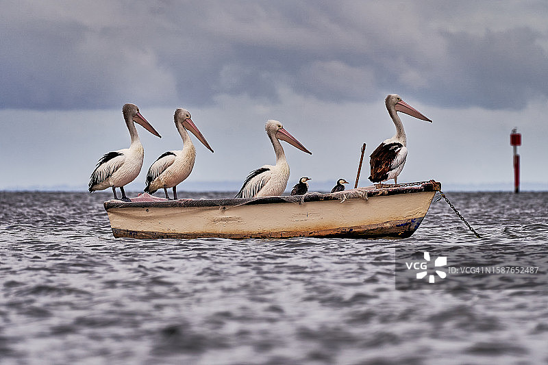 一群海鸥图片素材