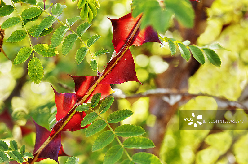 植物上的红叶特写图片素材