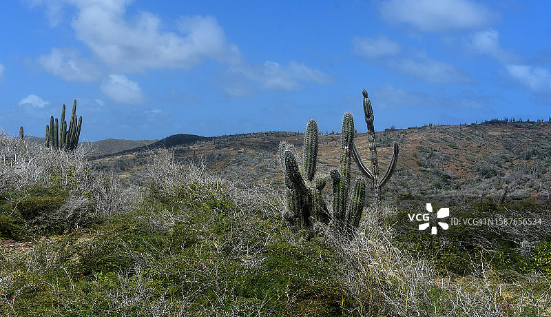 阿鲁巴的陆地景观图片素材