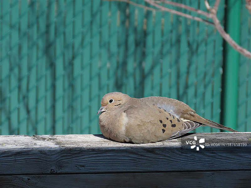 栖息在木头上的鸽子特写图片素材