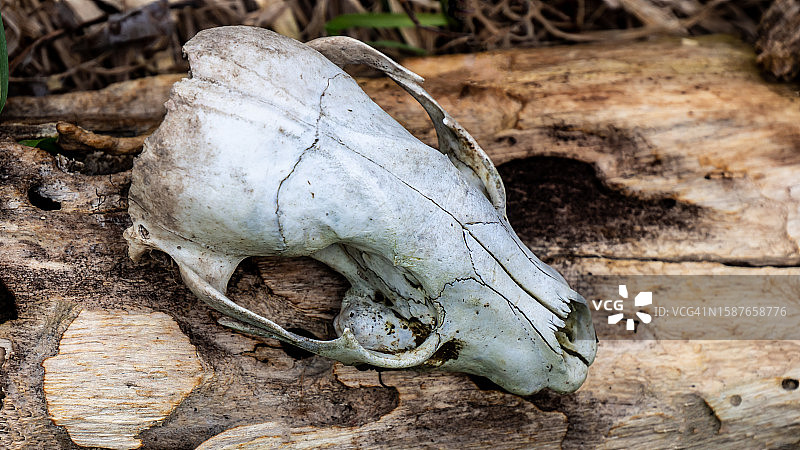 田野中的动物头骨特写图片素材