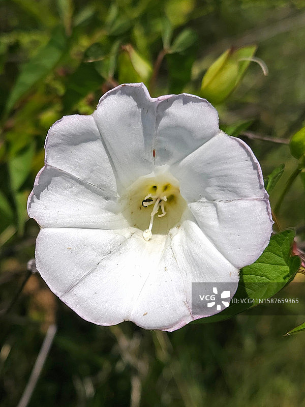 白色玫瑰花特写，美国俄亥俄州都柏林图片素材