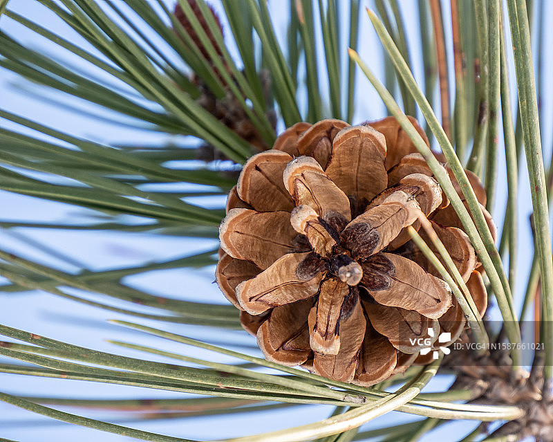 松果特写图片素材