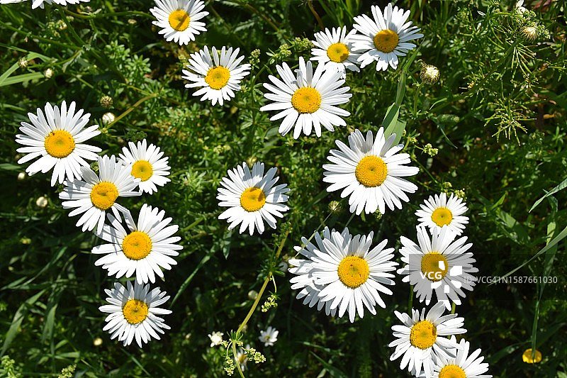 白色雏菊花图片素材